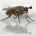 Phytomyptera flavipes - photo 2