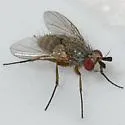 Phytomyptera flavipes - photo 3