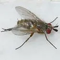 Phytomyptera flavipes - photo 4