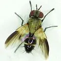 Phytomyptera johnsoni