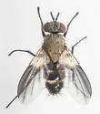 Phytomyptera johnsoni - photo 2