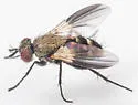 Phytomyptera johnsoni - photo 3