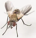 Phytomyptera johnsoni - photo 4