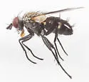 Phytomyptera johnsoni - photo 5