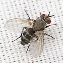 Phytomyptera melissopodis