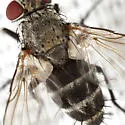 Phytomyptera melissopodis - photo 2