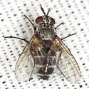 Phytomyptera melissopodis - photo 4