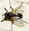 Phytomyptera nigra