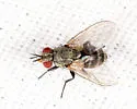 Phytomyptera palpigera