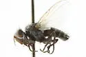 Phytomyptera ruficornis