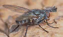 Phytomyptera setigera - Phytomyptera setigera
