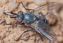 Phytomyptera setigera - photo 2
