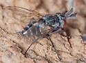 Phytomyptera setigera - photo 3