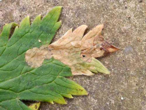 Phytomyza aconiti