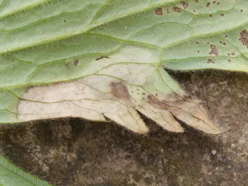Phytomyza aconiti - photo 2