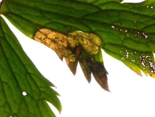 Phytomyza aconiti - photo 3