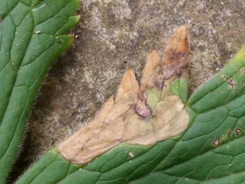 Phytomyza aconiti - photo 4