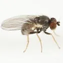 Phytomyza actaeivora