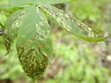 Phytomyza aesculi