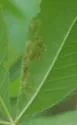 Phytomyza aesculi - photo 4