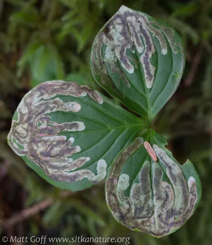 Phytomyza agromyzina
