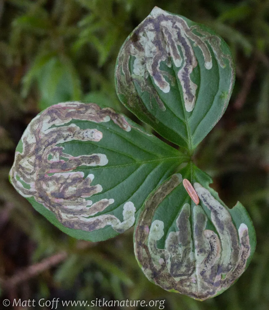 Phytomyza agromyzina - photo 2