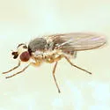 Phytomyza aldrichi