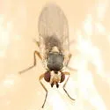 Phytomyza aldrichi - photo 2