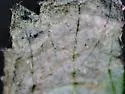 Phytomyza aldrichi - photo 4