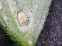 Phytomyza aldrichi - photo 5