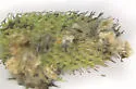 Phytomyza anemonivora - photo 2