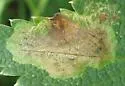 Phytomyza angelicae