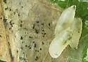Phytomyza angelicae - photo 2