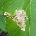 Phytomyza angelicae - photo 3