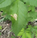 Phytomyza angelicae - photo 4