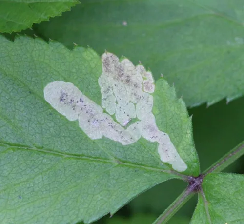 Phytomyza angelicastri