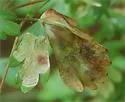 Phytomyza aquilegiana