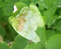 Phytomyza aquilegiana - photo 5