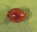Columbine Leafminer - photo 2
