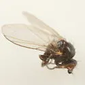 Columbine Leafminer - photo 4