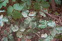 Columbine Leafminer - photo 5