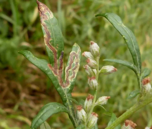 Phytomyza artemisivora - photo 2