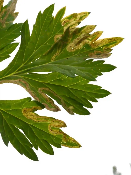 Phytomyza artemisivora - photo 3
