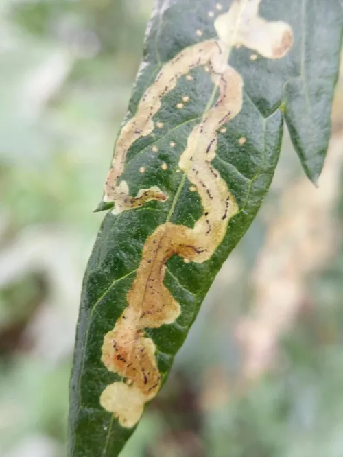 Phytomyza artemisivora - photo 4