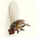 Phytomyza astotinensis - photo 2