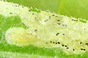 Phytomyza astotinensis - photo 3