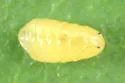 Phytomyza astotinensis - photo 4