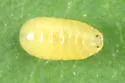 Phytomyza astotinensis - photo 5
