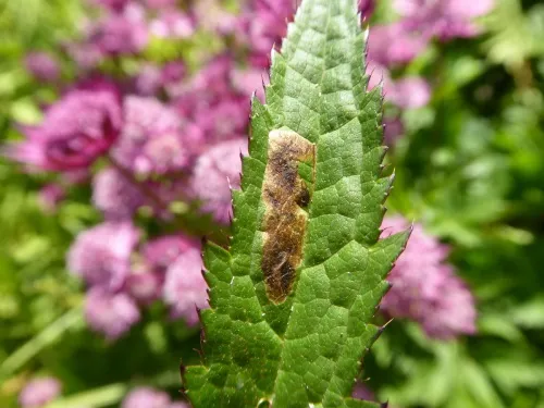 Phytomyza astrantiae - photo 2