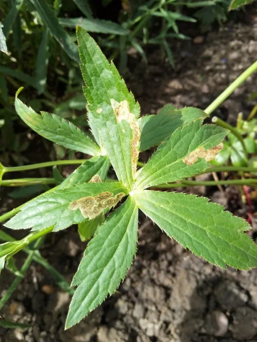 Phytomyza astrantiae - photo 3